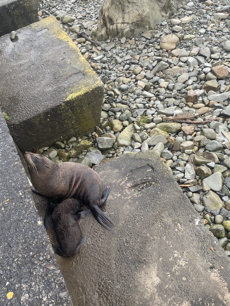 Eine Seehund-Mutter mit ihrem Jungen an der Küstenstraße nach Kaikōura auf der Südinsel Neuseelands.