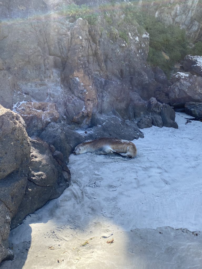 Neuseelöwe ruht am Allans Beach auf der Otago Halbinsel bei Dunedin in Neuseeland.