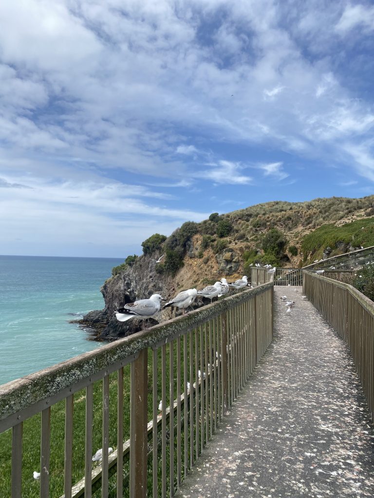 Möwen am Pilots Beach, auf der Halbinsel Otago bei Dunedin in Neuseeland.