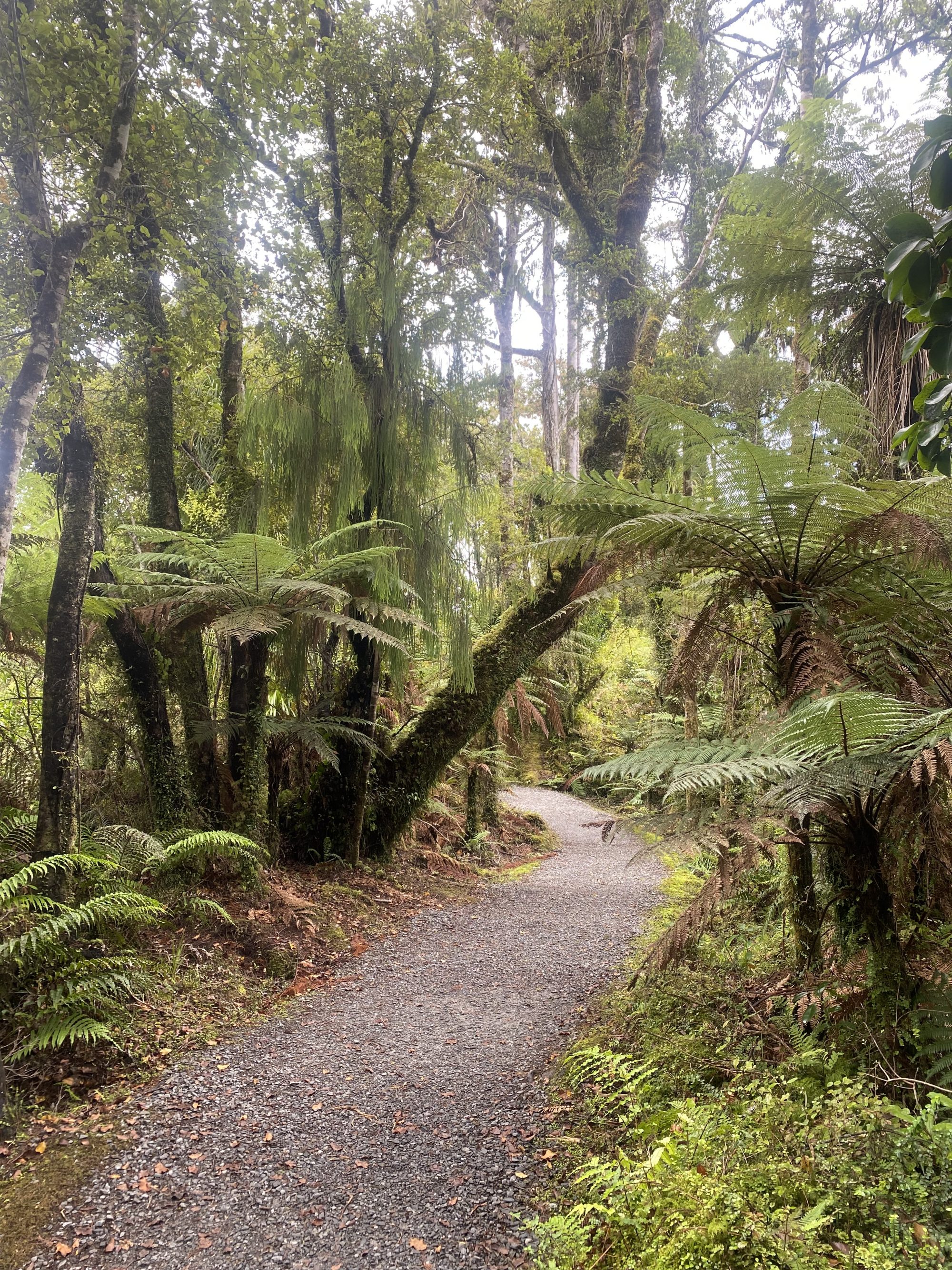 Ship Creek Swamp Forest, nahe Haast an der Westküste Neuseelands.