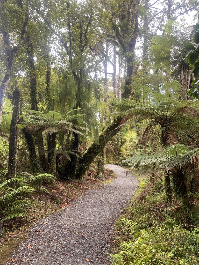 Ship Creek Swamp Forest an der Westküste der Südinsel Neuseelands, nahe Haast. 