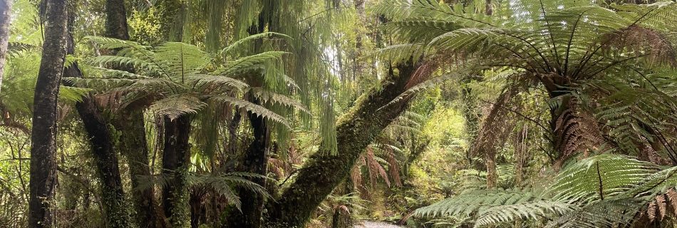 Ship Creek Swamp Forest, nahe Haast an der Westküste Neuseelands.